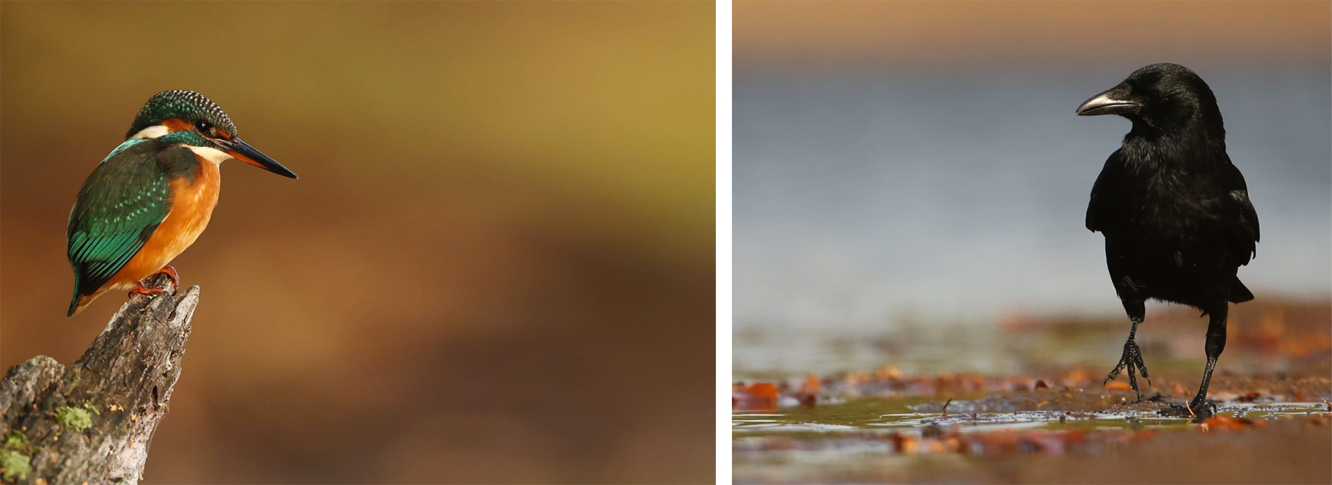 Slider photos animalières dans le 63